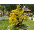 thumbnail image 3 of Flowering Apricot Bonsai Tree Seeds - 3 Large Seeds for Planting - Stunning Yellow Flowers and Fruit Bearing., 3 of 3