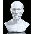 thumbnail image 3 of Xingzhi 4 Human Model Anatomy Skull Head Muscle Artist Drawing Grey White, 3 of 6