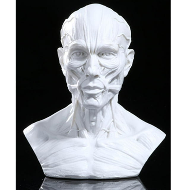 VONKY 4 Human Model Anatomy Skull Head Muscle Artist Drawing Grey White