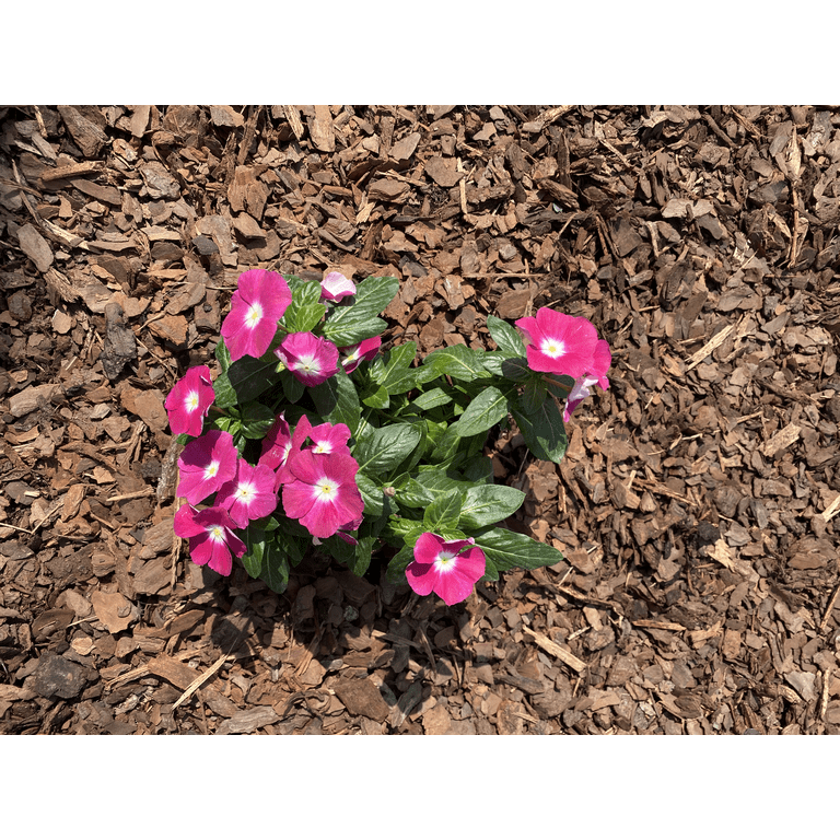 Pine Bark Mulch, Shredded, 2 Cu. ft. - Natural Rustic Color, Weed