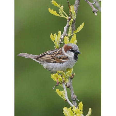 House Sparrow (Passer Domesticus) Perched on a Branch in Toronto, Ontario, Canada Print Wall Art By Glenn (Best Houses In Toronto)