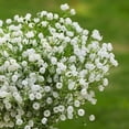 thumbnail image 6 of 2Pcs Artificial Flowers Fake Babysbreath Gypsophila Plants Bouquets Real Touch Vivid Plastic Wedding Home Decoration, 6 of 9