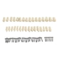 thumbnail image 1 of Dental Model Teeth Model Fit Frasaco Dental Teaching Model Standard Model With 32pcs Screw-in Teeths Demonstration j.s, 1 of 4