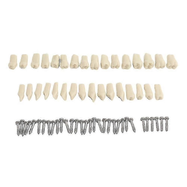 Dental Model Teeth Model Fit Frasaco Dental Teaching Model Standard Model With 32pcs Screw-in Teeths Demonstration j.s