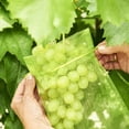 thumbnail image 5 of 50 unidades Bolsa protectora para racimos de uvas, 30x20 cm, Color: Verde, con cordón, da P Sincero Electrónica, 5 of 5