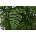 thumbnail image 3 of Live Rabbit's Foot Fern Plant - 4" Biodegradable Pot - Terra Cotta, 3 of 5