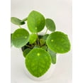 thumbnail image 3 of Bumble Plants Chinese Money Pilea Peperomioides Live Plant in 4" Pot, 3 of 5