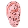 thumbnail image 2 of Bothyi Human Ear Acupoint Massage Practice Tool,Highly Simulated,Soft PVC,Props,Auricular Model Ear Teaching Model for Massaging SPA, 2 of 7