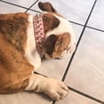 thumbnail image 4 of Colliers pour Animaux en Cuir Pu avec Rivets Cloutés et Réglables pour Chats Chiots Chiens - Jxlgv, 4 of 5