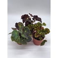 thumbnail image 6 of BubbleBlooms Harmony's Begonia Rex Assortment, Variegated Painted-Leaf Begonia, Set of 3 Plants in 4-inch Pots, 6 of 9