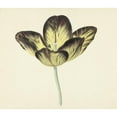 thumbnail image 2 of Cornelis van Noorde 17x15 Gold Ornate Wood Frame and Double Matted Museum Art Print Titled - Tulip Called Bizard Egiptienne (1741 - 1795), 2 of 4