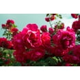 thumbnail image 3 of Seedville 5 Burgundy Climbing Rose Flower Seed, Fragrant, Attracts Bees, 3 of 11