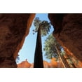 thumbnail image 2 of Young, Bill 14x11 White Modern Wood Framed Museum Art Print Titled - UT, Bryce Canyon Tall pine in Wall Street canyon, 2 of 4