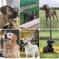 thumbnail image 7 of Chain Dog Training Choke Collar, Adjustable Stainless Steel Chain Slip Collar, Strong, Durable, Weather Proof, Tarnish Resistant Metal Chain, Best for Small Medium Large Dogs, 7 of 7
