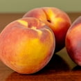 thumbnail image 4 of Flordacrest Peach Tree 4-5ft, Heavy Producer of Sweet Fruit, 4 of 6