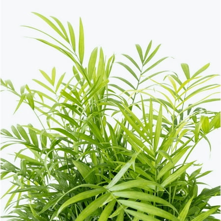 Parlor Palm Live Plant for Indoor, Neanthe Bella Palm in 2 Inch Pot | Real House Plant for Living Room, Office, Desk & Bathroom, Chamaedorea Elegans