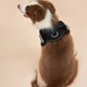 thumbnail image 5 of Cute Pet Harness Collar For Puppy And Kitten Small Dog Reflective Vest Harness Outdoor Walking Anti-loss Corgi Labrador Chihuahu ShopWise Round, 5 of 24