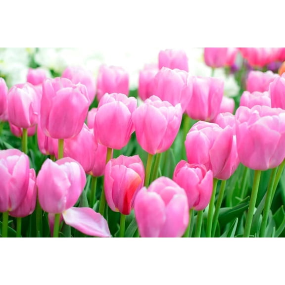 Pink Impression Tulip Bulbs for Planting - Grow Perennial Tulips (5 Bulbs)