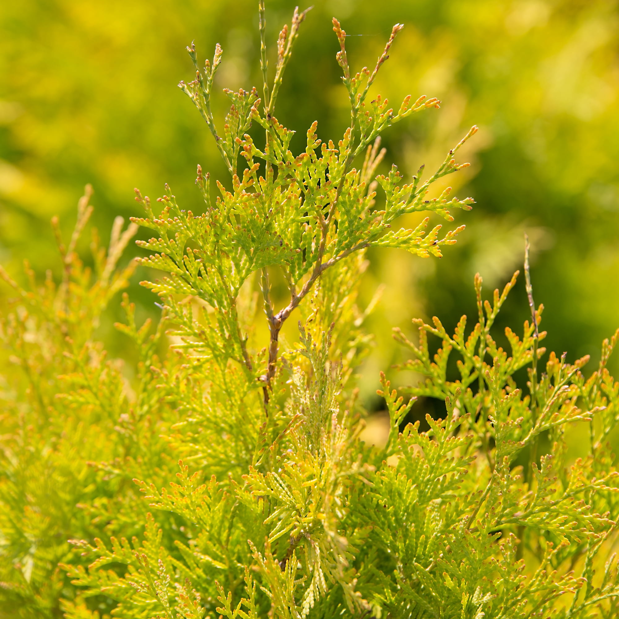 First Editions Arborvitae Lemon Burst Live Shrub in 2-Gallon Grower Pot