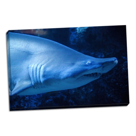 Gango Home Decor Shark by Karyn Millet (Ready to Hang); One 36x24in Hand-Stretched Canvas