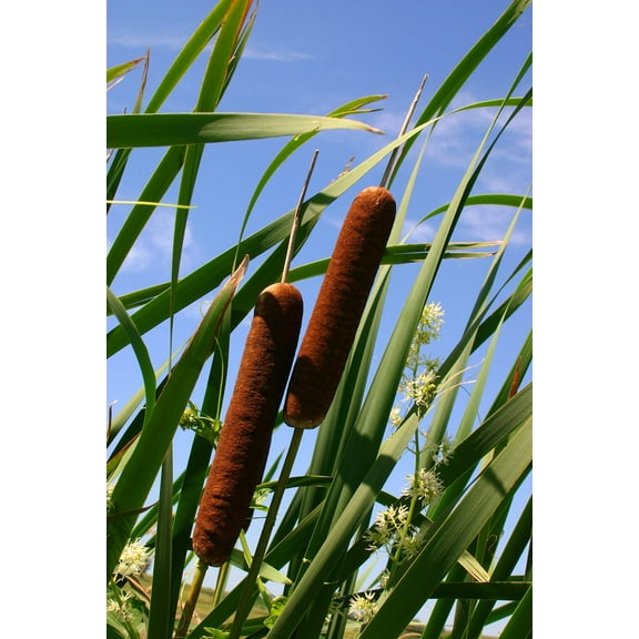 Seedville 50 Cattails Flower Seeds, Water Pond Grass
