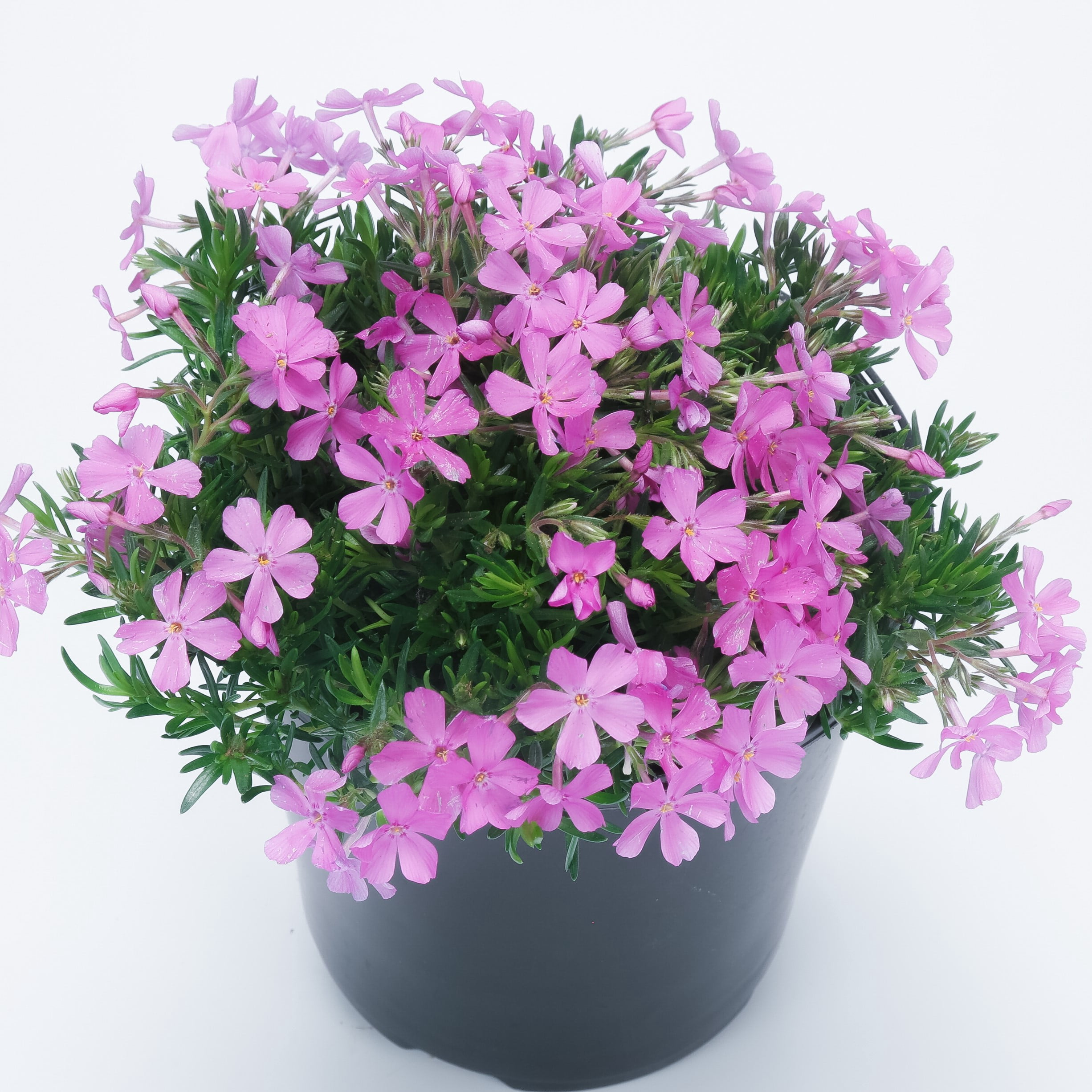 Expert Gardener 2.5 Quart Multicolor Creeping Phlox Perennial