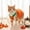 Orange Pumpkin, variant on Clearance Halloween Dog Pumpkin Print Costume Cute Dog Collar Animal Cosplay Outfit Pet Apparel Hoody Clothes for Party Photos and Holiday Celebrations