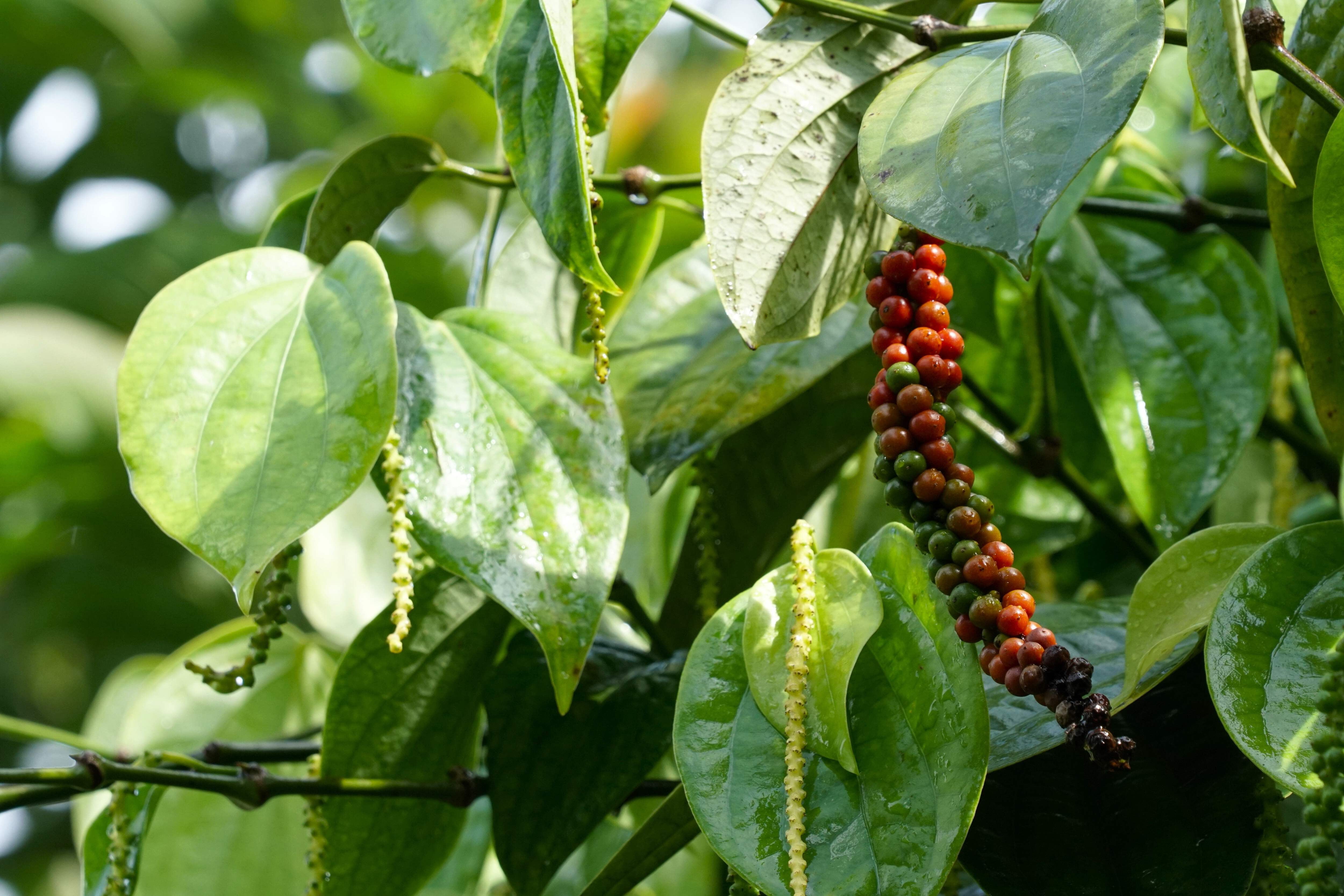 25 Seeds BLACK PEPPERCORN Black Pepper Piper Nigrum Spice Vine Seeds -  Walmart.com