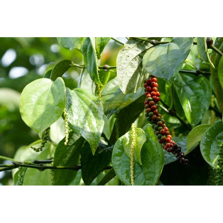 25 Black PEPPERCORN Black Pepper Piper Nigrum Spice Vine Seeds