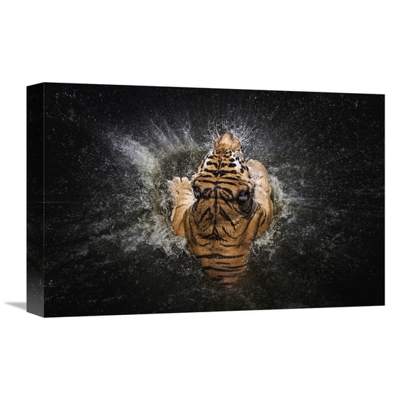 Global Gallery Win Leslee,'Tiger Splash' Stretched Canvas Artwork