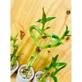 thumbnail image 4 of 3 Pack Live Lucky Bamboo Heart Shape in Ceramic Vases, 4 of 10