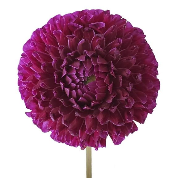 Purple Dahlias - 40-50 cm - Fresh Cut Flowers - 40 Stems- Dahlias - by Bloomingmore