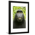 thumbnail image 1 of Monkey Selfie Framed Print Wall Art by David Slater Sold by Art.Com, 1 of 5
