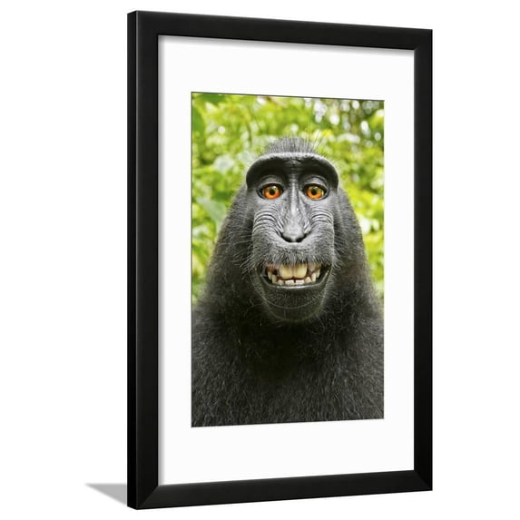 Monkey Selfie Framed Print Wall Art by David Slater Sold by Art.Com