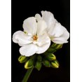 thumbnail image 2 of Peck, Gail 18x24 White Modern Wood Framed Museum Art Print Titled - White Blooms, 2 of 4