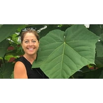 CZ Grain 250 Empress Tree Plant Seeds, Fast Growing