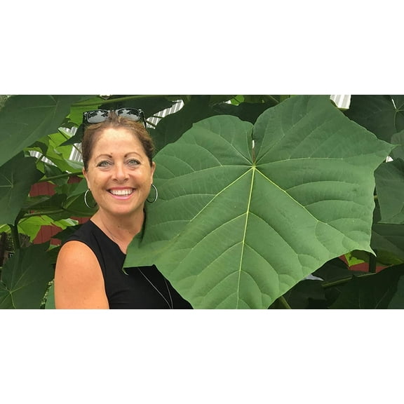 CZ Grain 250 Empress Tree Plant Seeds, Fast Growing