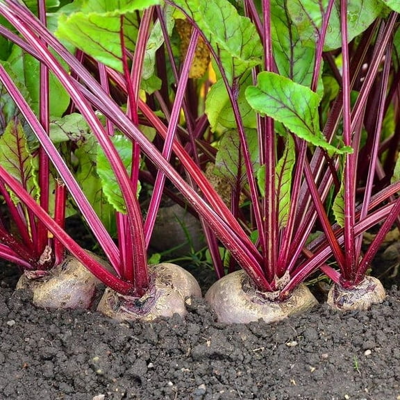 TomorrowSeeds - Detroit Dark Red Beet Seeds - 600  Count - For 2026 Planting Ruby Red Beet Harvard