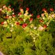 thumbnail image 5 of Solar Powered Rose Garden Lights,LED Realistic Flower Stake Lights,Outdoor Decorative Solar Lamp for Yard Garden Pathway,Waterproof Plastic Silk Rose Night Light,Festive Courtyard Ambient Lighting, 5 of 7