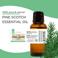 thumbnail image 3 of Pine Scotch Essential Oil – 8 fl oz (237 ml) Aluminum Bottle w/Plug Cap – 100% Pure Essential Oil, 3 of 4