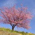 thumbnail image 2 of Brighter Blooms - Kwanzan Cherry Tree, 3-4 ft. - No Shipping to AK, AZ, CA, CO, HI, ID, OR, WA, 2 of 8