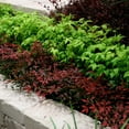 thumbnail image 2 of Southern Living Flirt Nandina Live Shrub in 2.5-Quart Grower Pot, 2 of 10