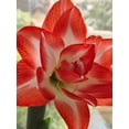 thumbnail image 3 of GSDWIUEW Double Amaryllis Bulbs for Fall Planting Large Hippeastrum Perennial Flowers Bulbs Size 10-11 Inch Perfect for Garden, Gift with Wrapping and Planting Instruction (1, Flaming Peacock), 3 of 5