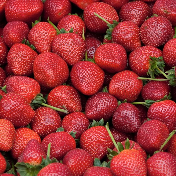 20 Pack Quinault Everbearer Strawberry Plants - Delicious Outdoor Planting for Home Garden - Grown USA. Zone 4-9.