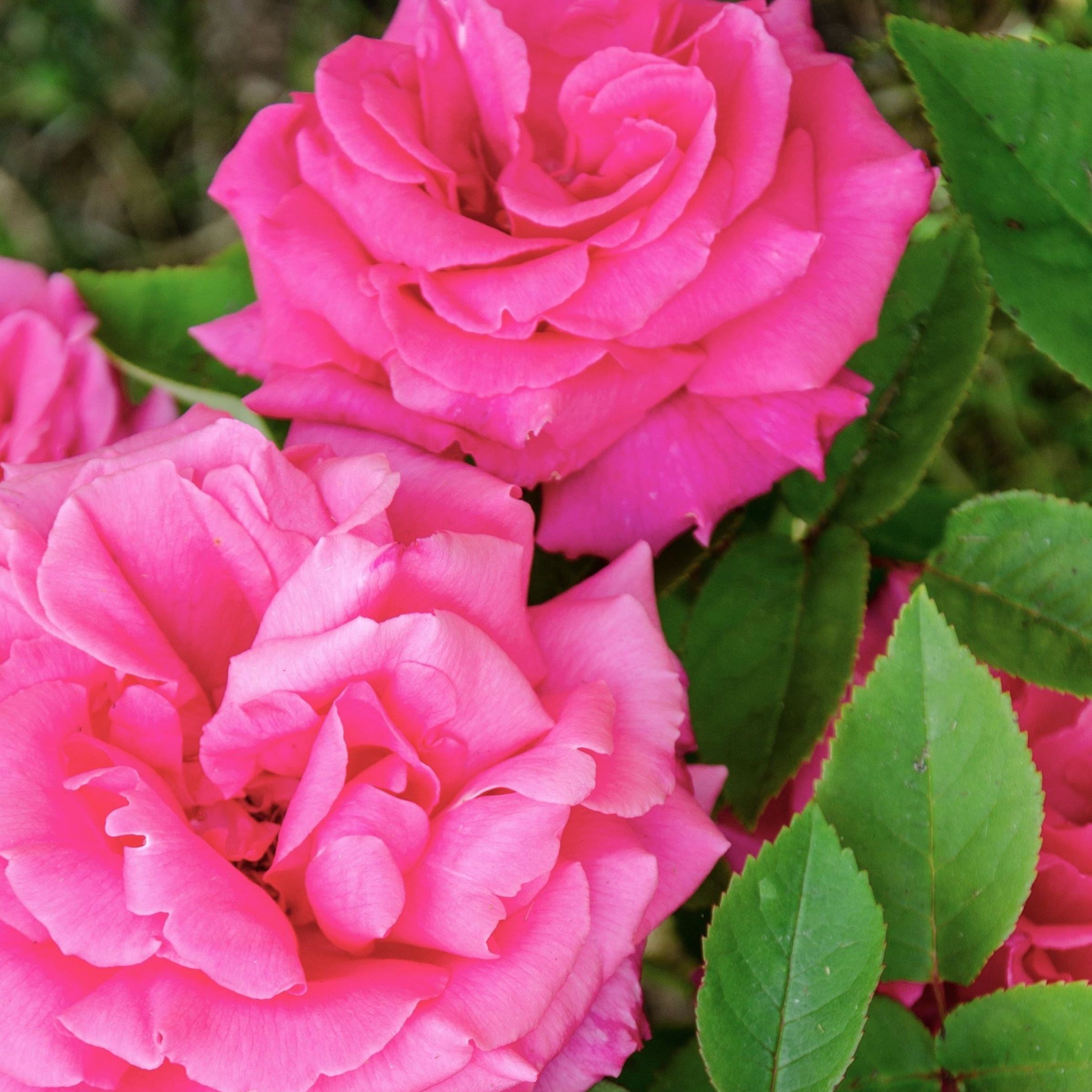 National Plant Network Bare Root Rose Climbing Zephirine Drouhin with Pink Flowers (5-pack)