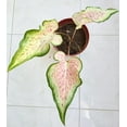 thumbnail image 4 of Blue Buddha Farm: Daydreamer Caladium (2 Bulbs) - Easy to Grow Indoor or Outdoor Perennial Plant, 4 of 7