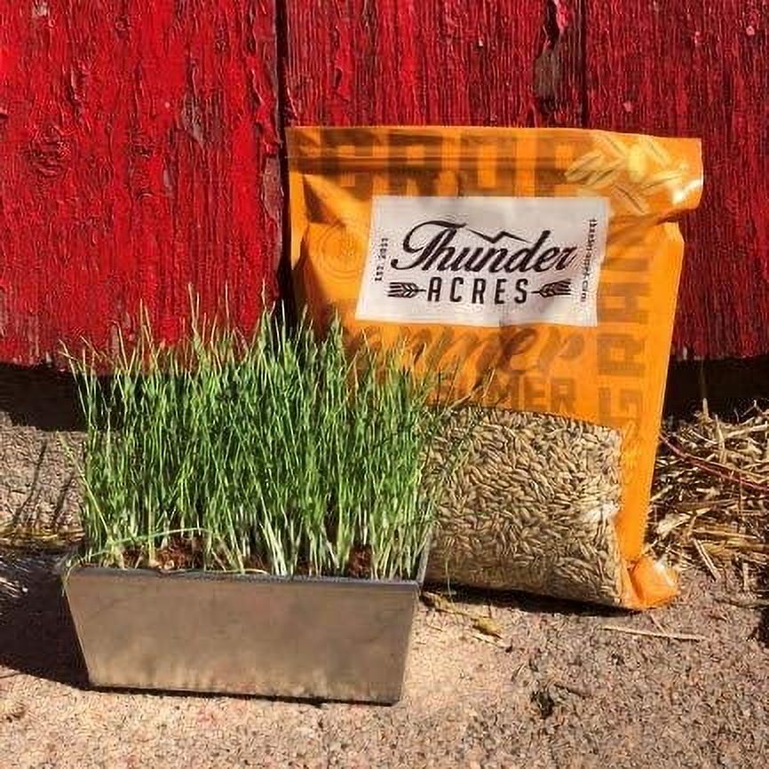 Thunder Acres Barley Seed - Certified Organic - Non-GMO