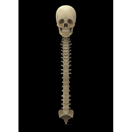 3D rendering of human vertebral column front view Poster