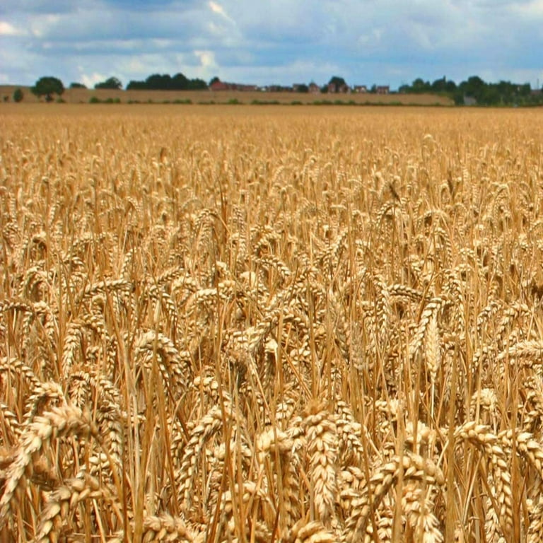 Dried Wheat Stalks, 100 Stems Wheat Sheaves for Decorating Wedding Table  Home Kitchen (20 Inches) - Walmart.com