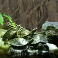 thumbnail image 4 of 3D Background Plate PU Decorative Board for Fish Tank Aquarium 1 Set Brown, 4 of 9